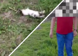 Ребёнок запинал до смерти котёнка в Краснодарском крае