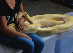 В Геленджике полицейские выявили 52 нелегалов-бизнесменов с рептилиями и птицами