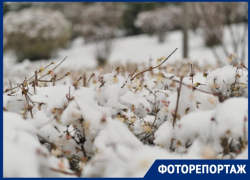Странности в природе: Краснодар весной засыпало снегом