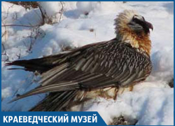 «Понять и простить»: Бородачей осталось очень мало в Краснодарском крае