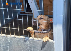 В Краснодаре назвали районы планового отлова бездомных собак