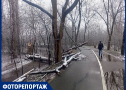 Зима обнажила кладбище погибших деревьев у тропы здоровья в Краснодаре