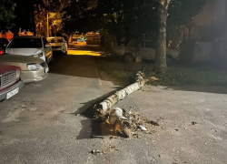 В Краснодаре на маму с младенцем упала огромная ветка дерева
