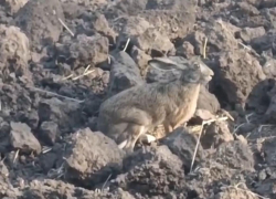 В Краснодарском крае сняли на видео смелого зайца-русака