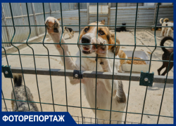«Люди просто выбрасывают их на улицу»: как выживают брошенные животные Краснодара