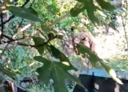  Медведь пришел в огород в Краснодарском крае: видео