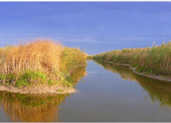 На Кубани азовские лиманы будут чистить при помощи рыбы