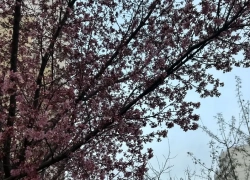 До +13 градусов прогреется воздух в Краснодаре 17 марта 