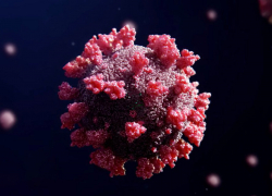 Новый штамм COVID-19 «омикрон» не выявлен в Краснодаре