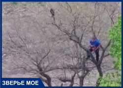 В Краснодаре мужчина с бензопилой залез на дерево ради спасения кота