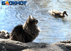 До -2 градусов ночью опустятся столбики термометров в Краснодаре