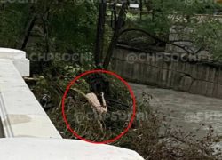Труп женщины на дереве обнаружили после потопов в Сочи 