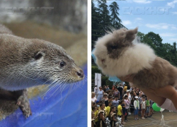 Выдра Гарри из Сочи вошел в пятерку лучших оракулов ЧМ-2018