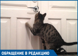 «У него уже нет сил мяукать!» - в Краснодаре владельцы обрекли кота на долгую и мучительную смерть