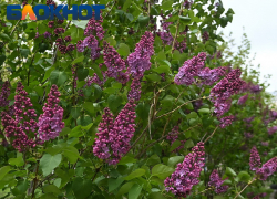 Середина недели выдастся в Краснодаре теплой и солнечной 