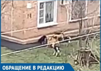  Собаки разорвали всех кошек района, на очереди дети: Краснодарцы пожаловались на агрессивных животных 
