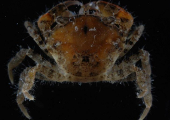 Американский краб вторгся в Азовское море у берегов Кубани