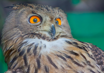 Зверье мое: достоинства и пороки ушастой совы