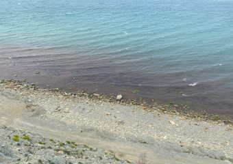 В Краснодарском крае покраснело Чёрное море 