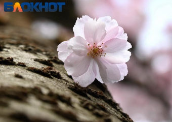 В Краснодаре температура воздуха опустится до +8