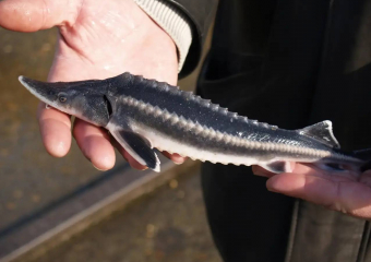 Редчайшую породу осетровых заметили в Азовском море впервые за 70 лет 