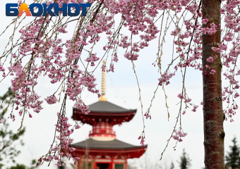 Ханами по-краснодарски: когда зацветет сакура в парке Галицкого в 2026 году