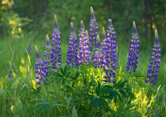 Клён, люпин и череда: на Кубани утвердили список опасных растений