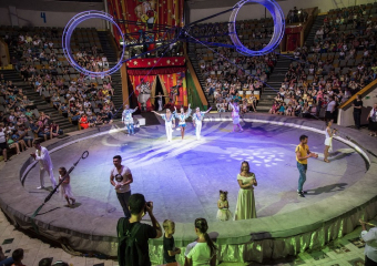 В Краснодаре появится цирк-шапито