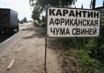 Россельхознадзор раскритиковал кубанских чиновников за работу по ликвидации АЧС 