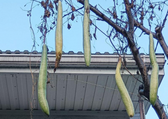 Гигантские вьетнамские кабачки нашли под окнами жителей Кубани