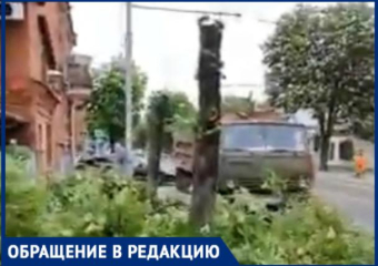 Краснодарцы возмущены обрезкой здоровых, по их мнению, деревьев