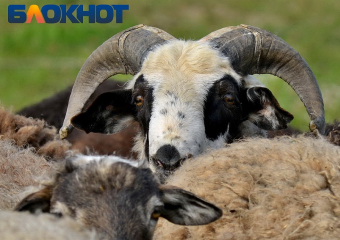 Карантин ввели в четырёх хозяйствах на Кубани из-за инфекции у скота