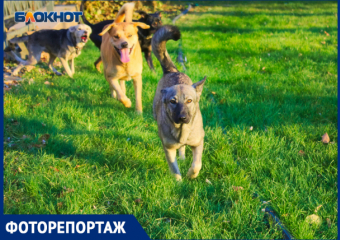 Сорвались с цепи: стая собак перепугала краснодарцев в Горсаду