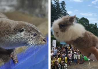 «Вангуют, как боги»: Итоги новых матчей ЧМ-2018 предсказали сочинские оракулы