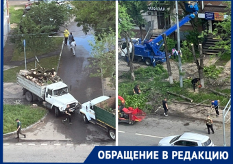 «К лету останется асфальт»: массовый спил деревьев взбудоражил краснодарцев