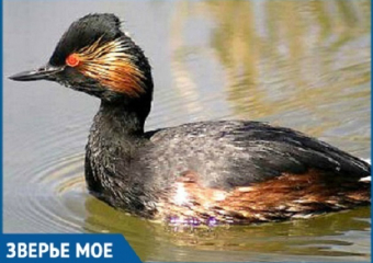 Редких птиц нашли в Сочи