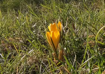 В парке Галицкого появились первые вестники весны