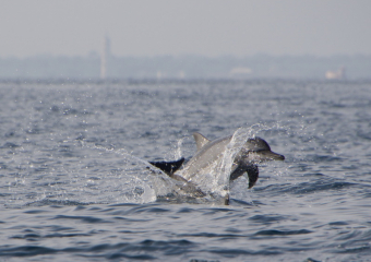 В Анапе туристы сняли на видео охоту дельфинов на рыб в море