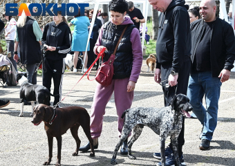 Жёсткий учёт и большие штрафы: как зооволонтёры Краснодара оценили идею обязательной регистрации животных