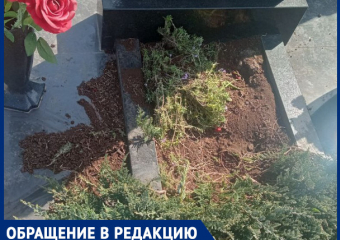 Бездомные собаки терроризируют посетителей кладбища под Краснодаром