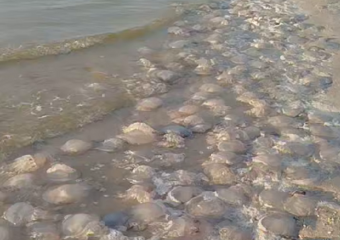 Тысячи мёртвых медуз обнаружили на берегу моря в Краснодарском крае