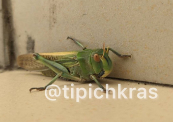 Саранча атакует балконы краснодарцев