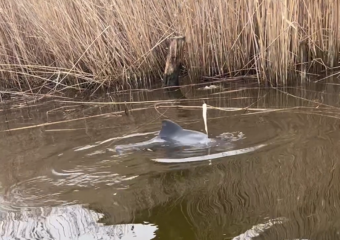 Дельфина спасли от мучительной смерти в сетях в Краснодарском крае