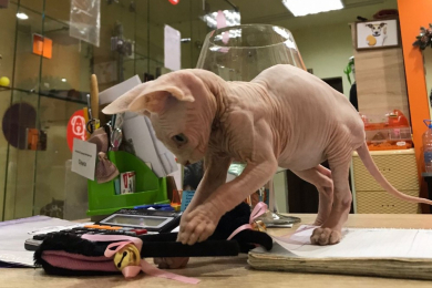 Передержка и стрижка животных  - зоогостиница «Pride»*