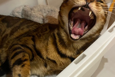 Передержка домашних питомцев в центре КМР - гостиница «ЗооСутки» - 