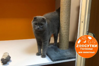 Передержка домашних питомцев в центре КМР - гостиница «ЗооСутки»