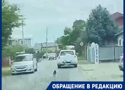 Она бежала следом до последнего: краснодарцы безжалостно выбросили собаку из авто