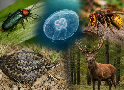 Жуки-нарывники, медузы и олени: какие животные Кубани опасны для человека в августе