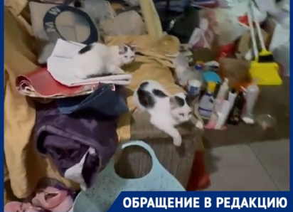 Женщина «Плюшкин» с котами и горами мусора поселилась в коридоре многоэтажки в Краснодаре