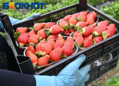 «Урожай будет меньше»: когда ждать первую кубанскую клубнику на прилавках